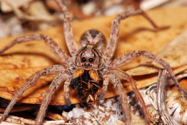 Spiders are a treasure trove of scientific wonder