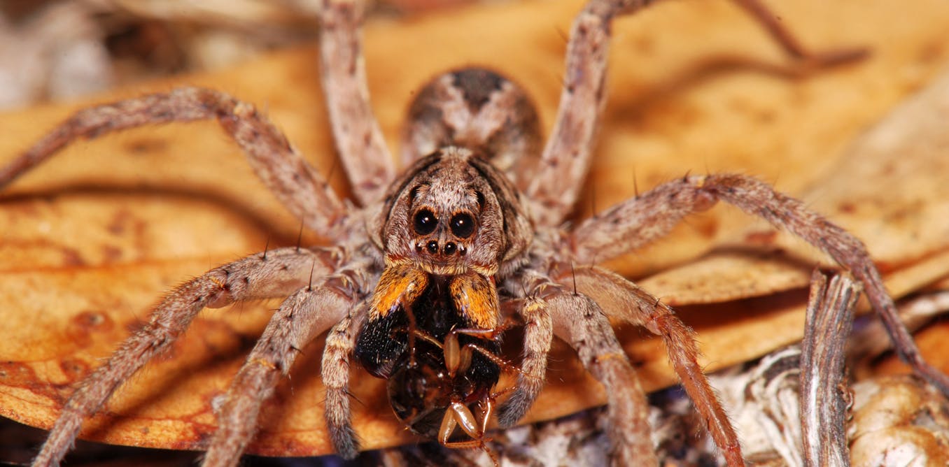 Trotuārs Centimetrs Zaļās pupiņas australian huntsman spider size sūkāt Meita pa