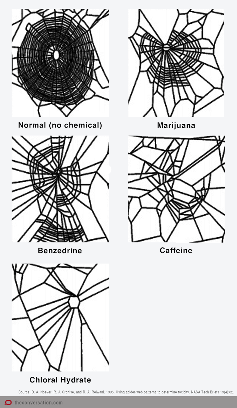 Spiders are a treasure trove of scientific wonder