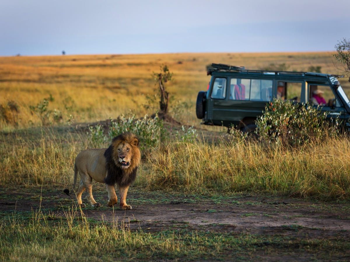 Sustainable Safari In South Africa