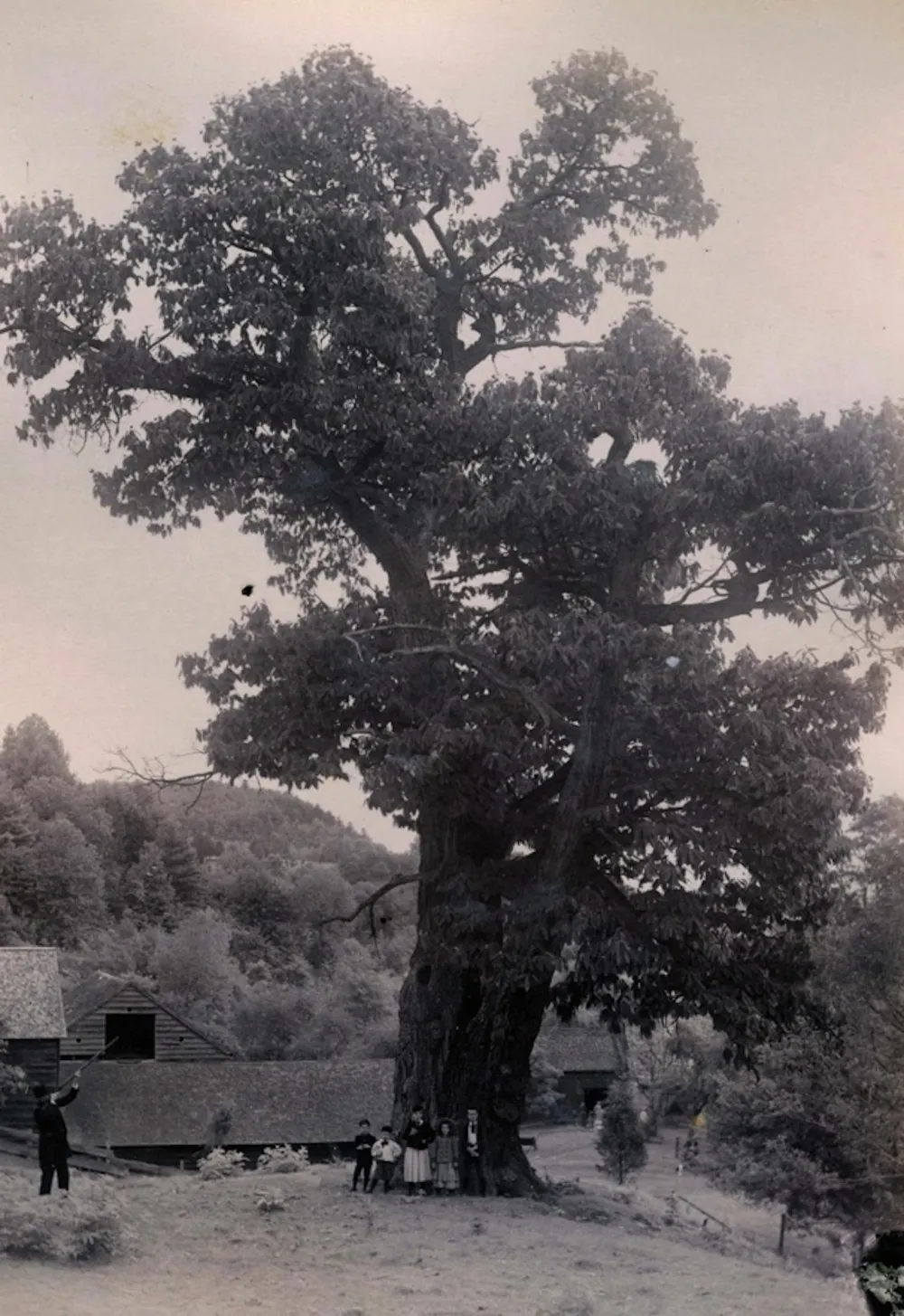 Chestnut Tree Kansas New genetically engineered American chestnut will help restore the ...