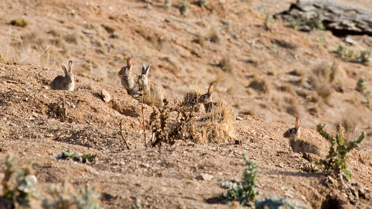 The Unexpected Result of Australia's Dingo Fence - JSTOR Daily