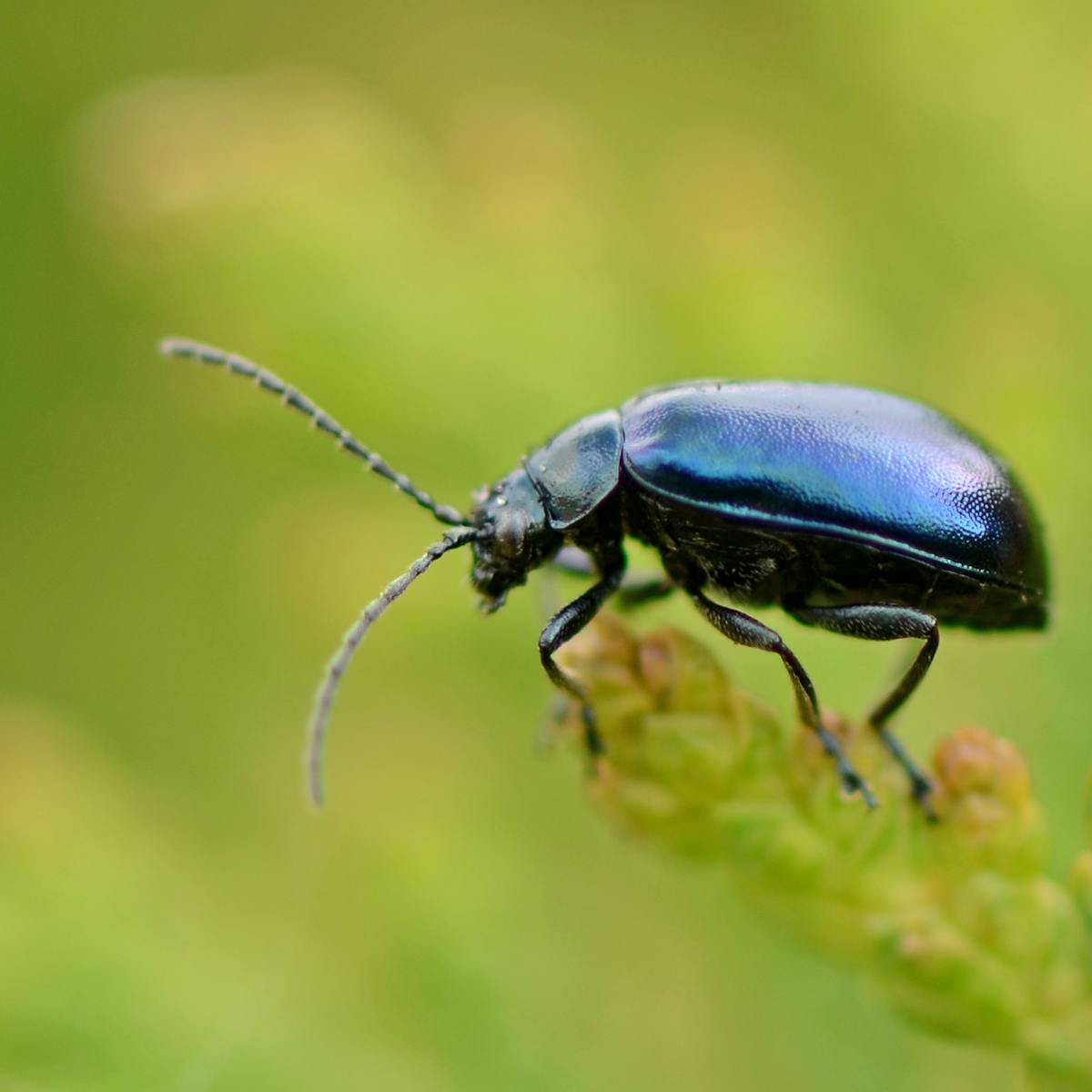 Why we should learn to love all insects – not just the ones that ...