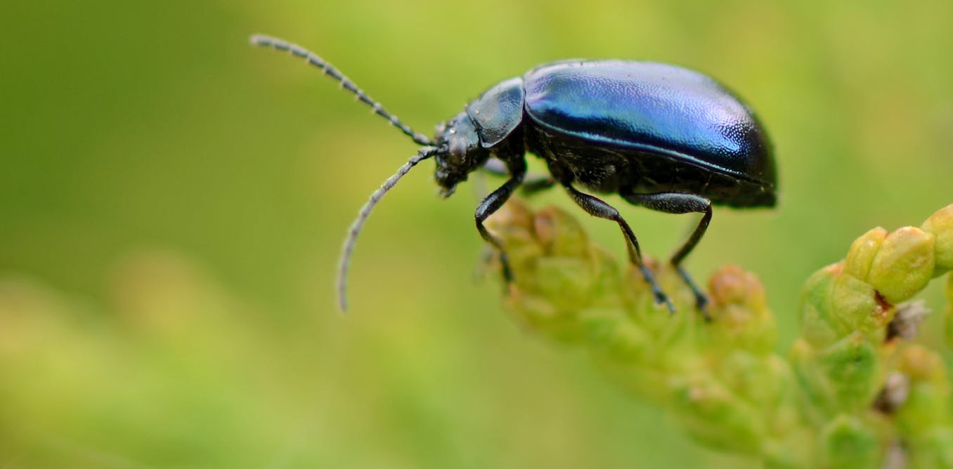 Why we should learn to love all insects – not just the ones that work ...