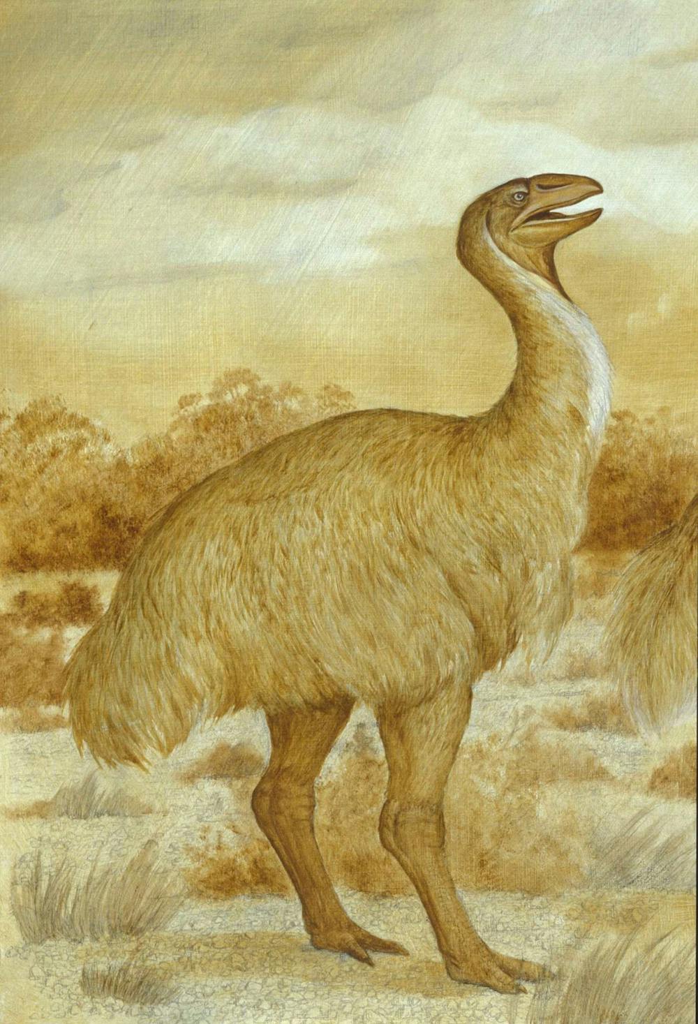 A mistaken identity for Australia's extinct big bird