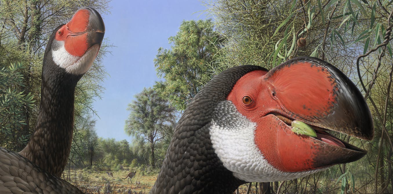 A case of mistaken identity for Australia's extinct big bird