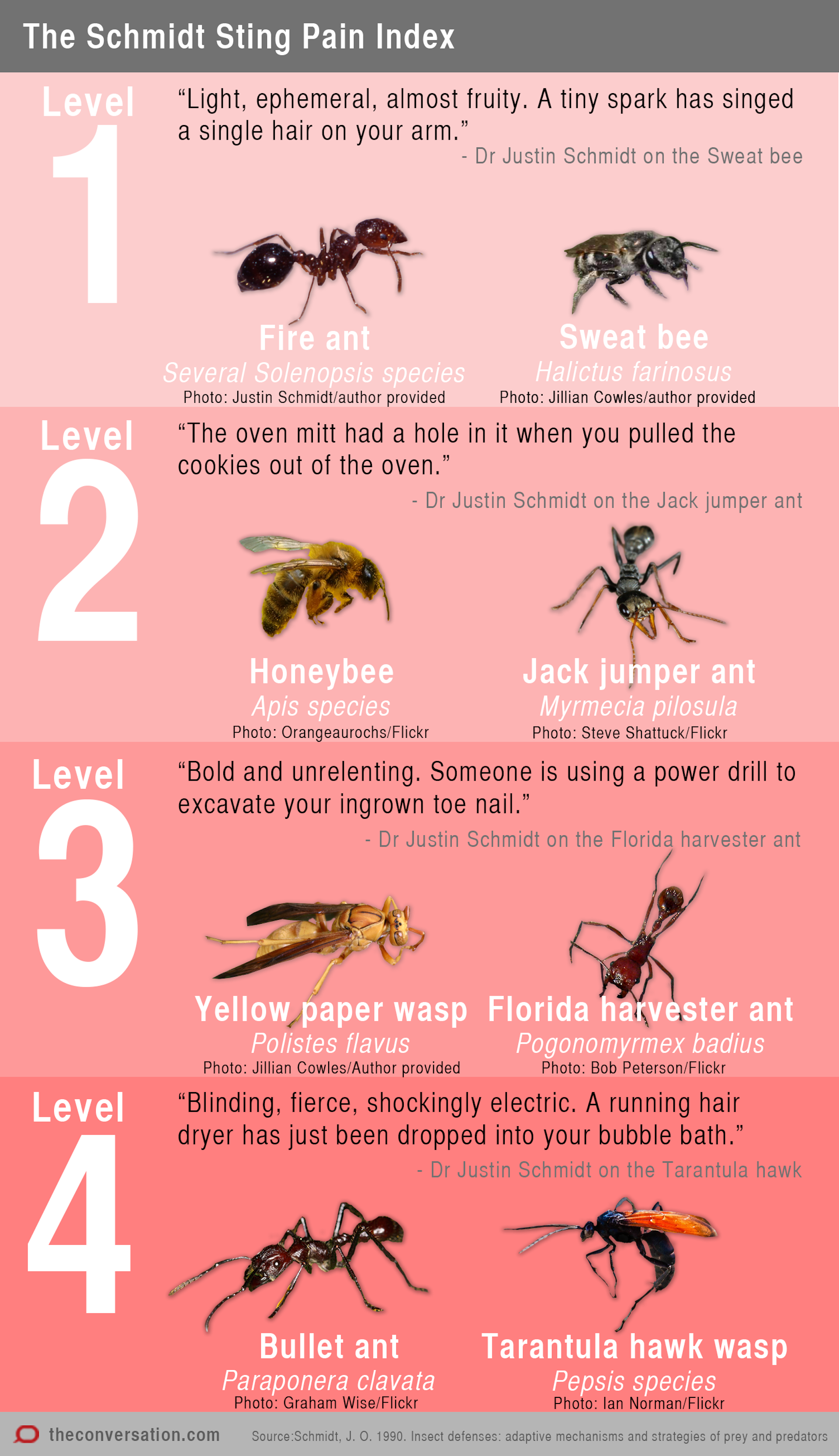 Insect Bite Chart