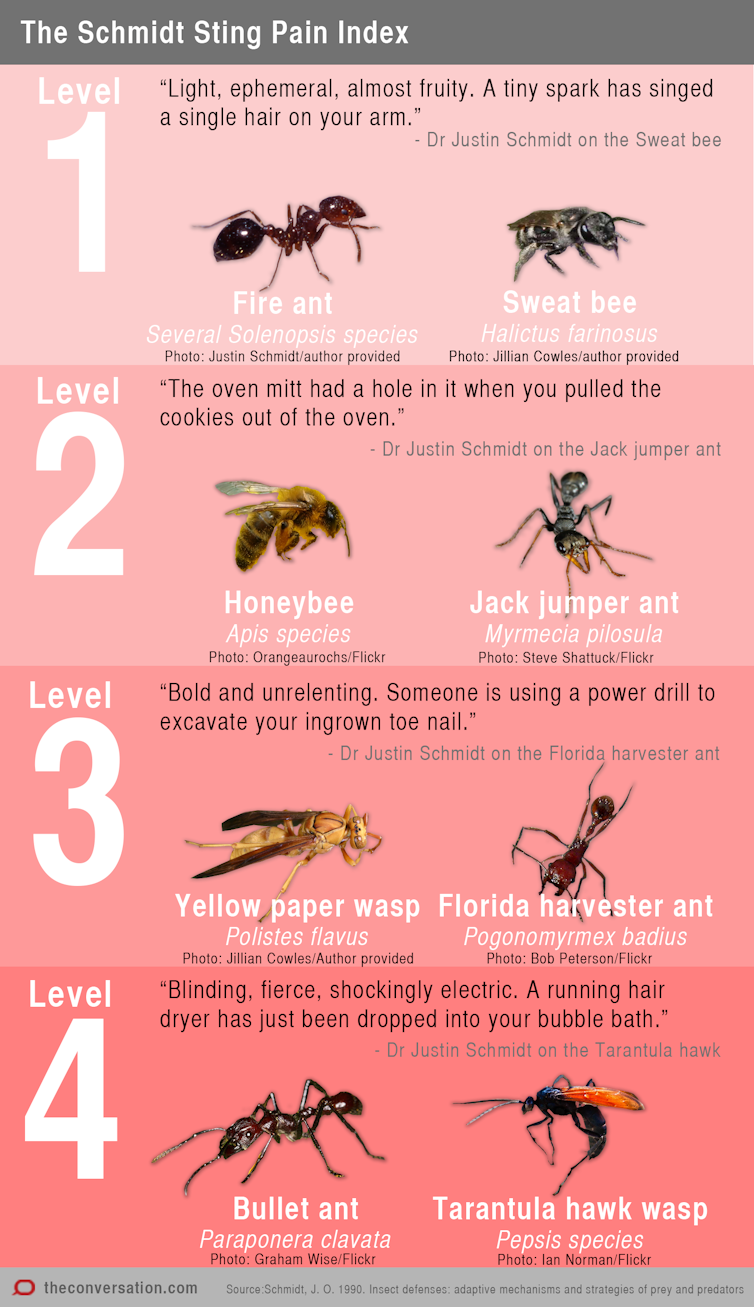Suffering for science: why I have insects sting me to create a pain index