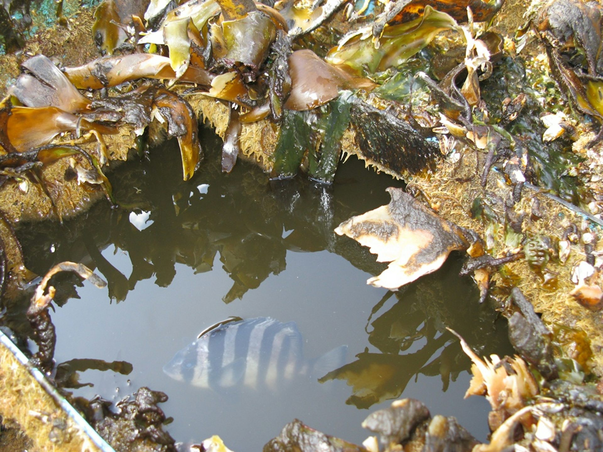 How The Japanese Tsunami Sent Marine Invaders Across The Ocean