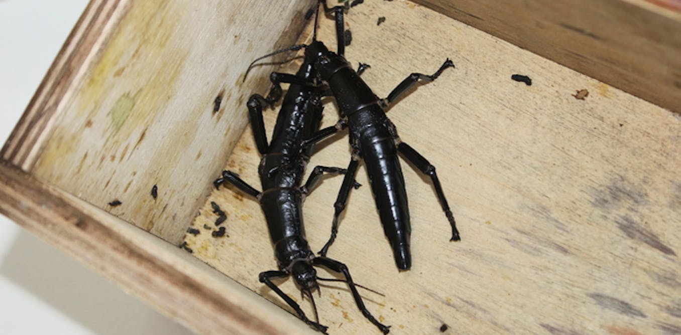 Australia’s rarest insect goes global: Lord Howe Island stick insect ...