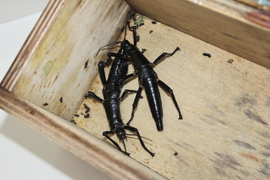 Australia S Rarest Insect Goes Global Lord Howe Island Stick Insect Breeding Colonies Now In Us Uk And Canada
