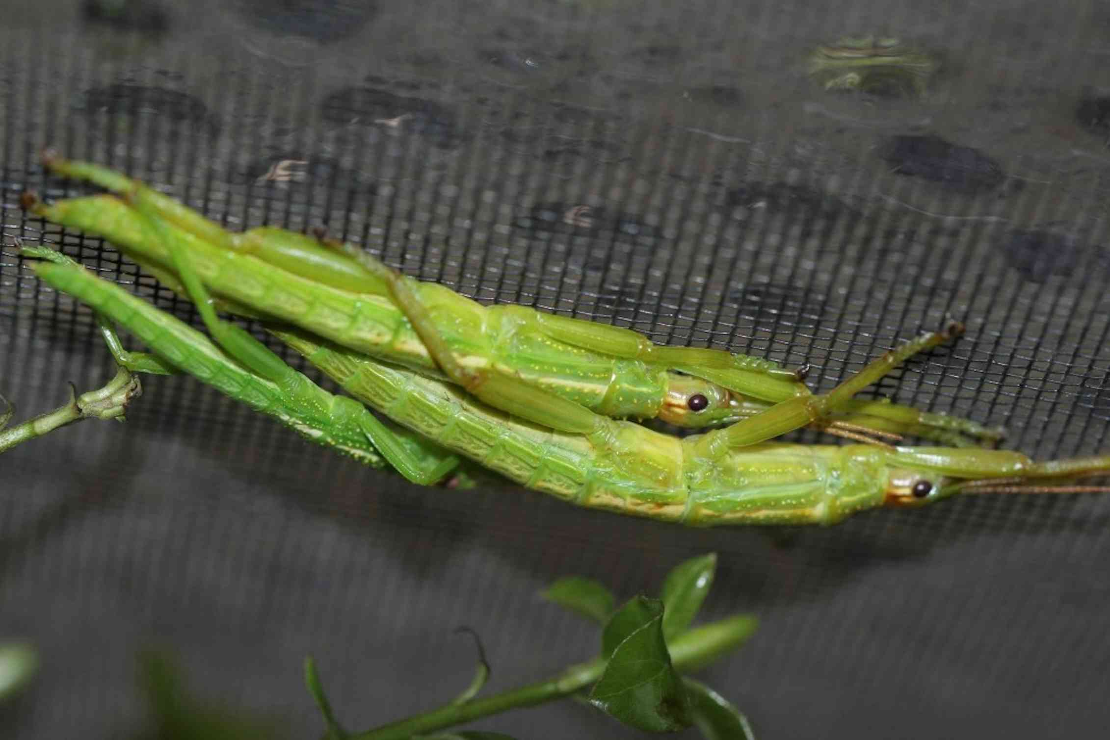 Australia’s rarest insect goes global: Lord Howe Island stick insect ...