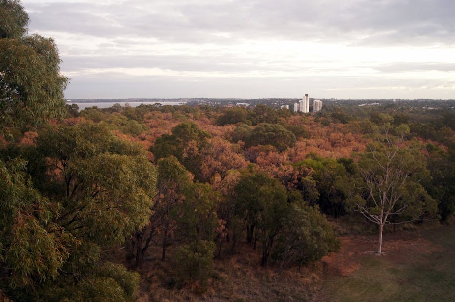 western australia s catastrophic forest collapse western australia s catastrophic forest collapse