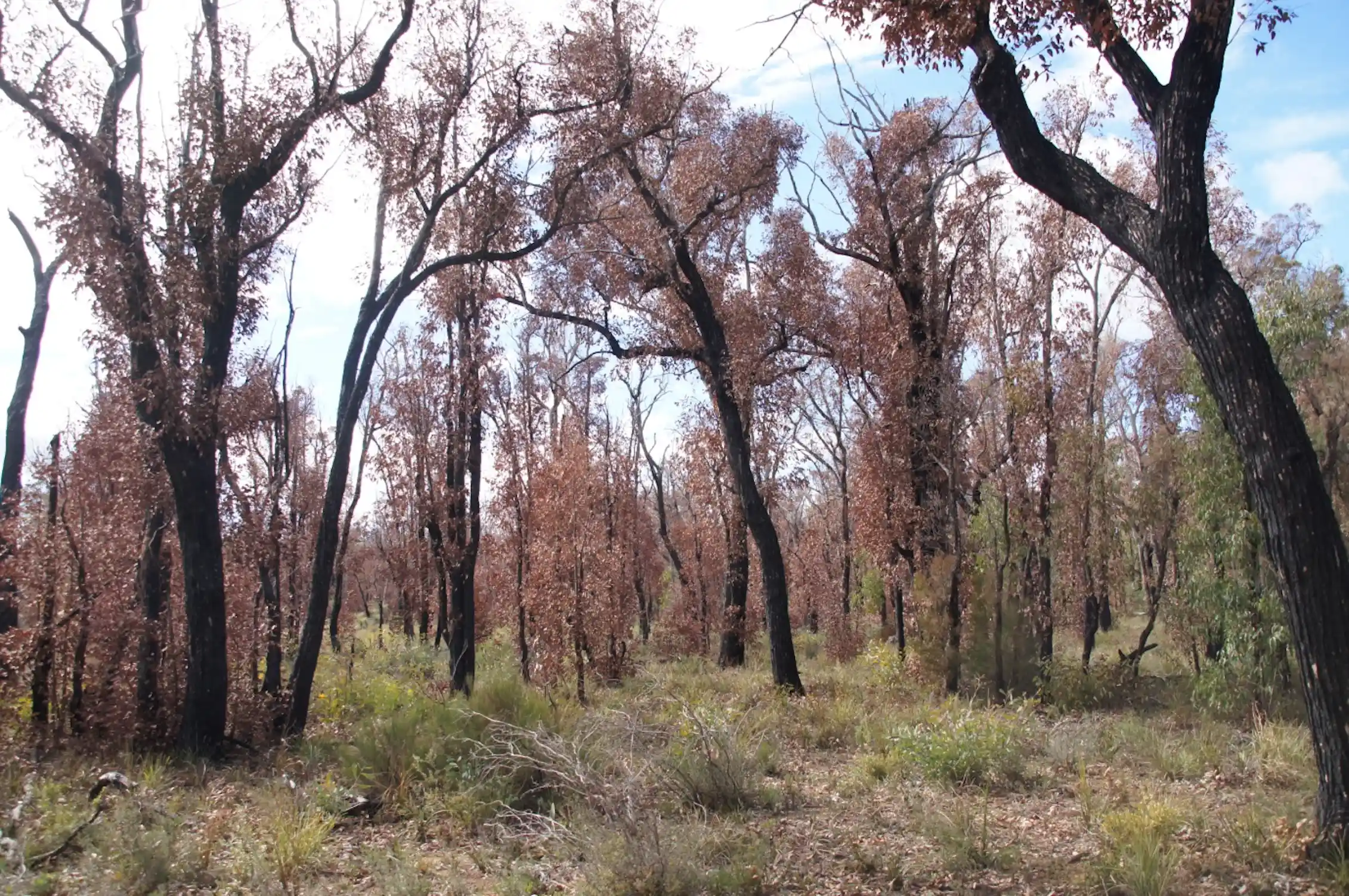 Forest Collapse Western Australia’s catastrophic forest collapse