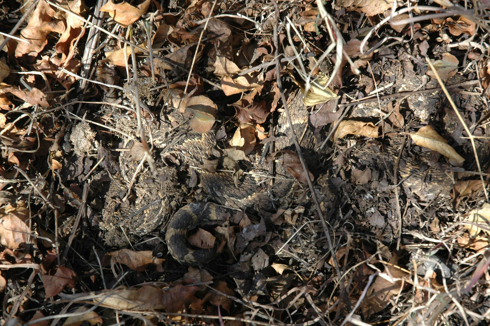 The ultimate in stealth, puff adders employ camouflage at every level