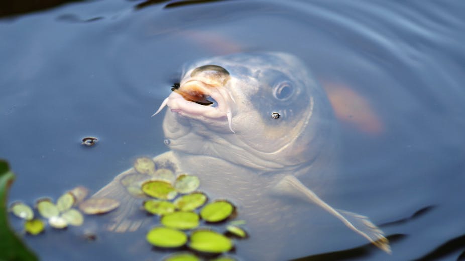 We could reduce pest carp in Australian rivers using a disease