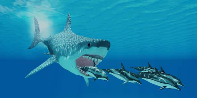 monster great white shark