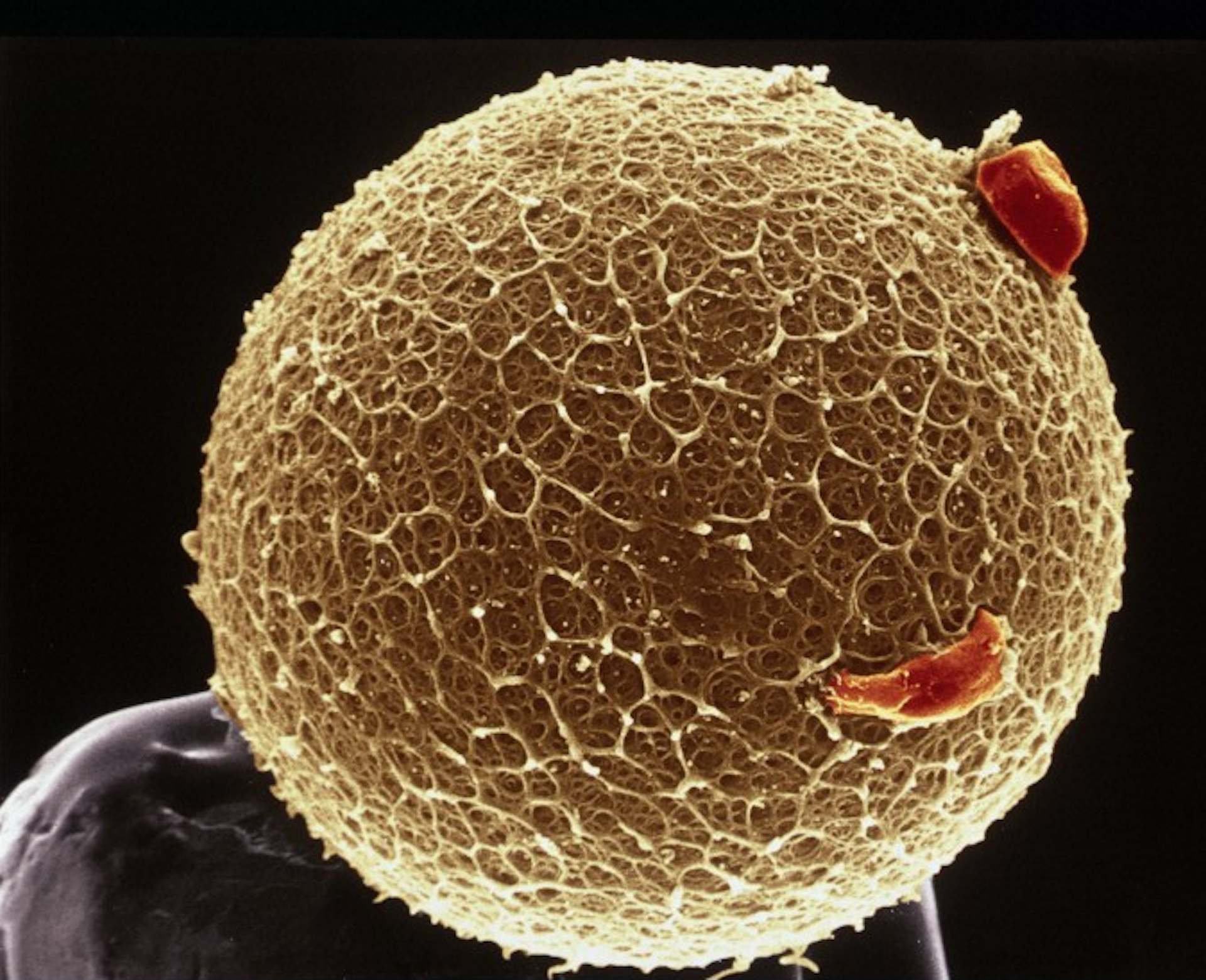Оплодотворение яйцеклетки под микроскопом