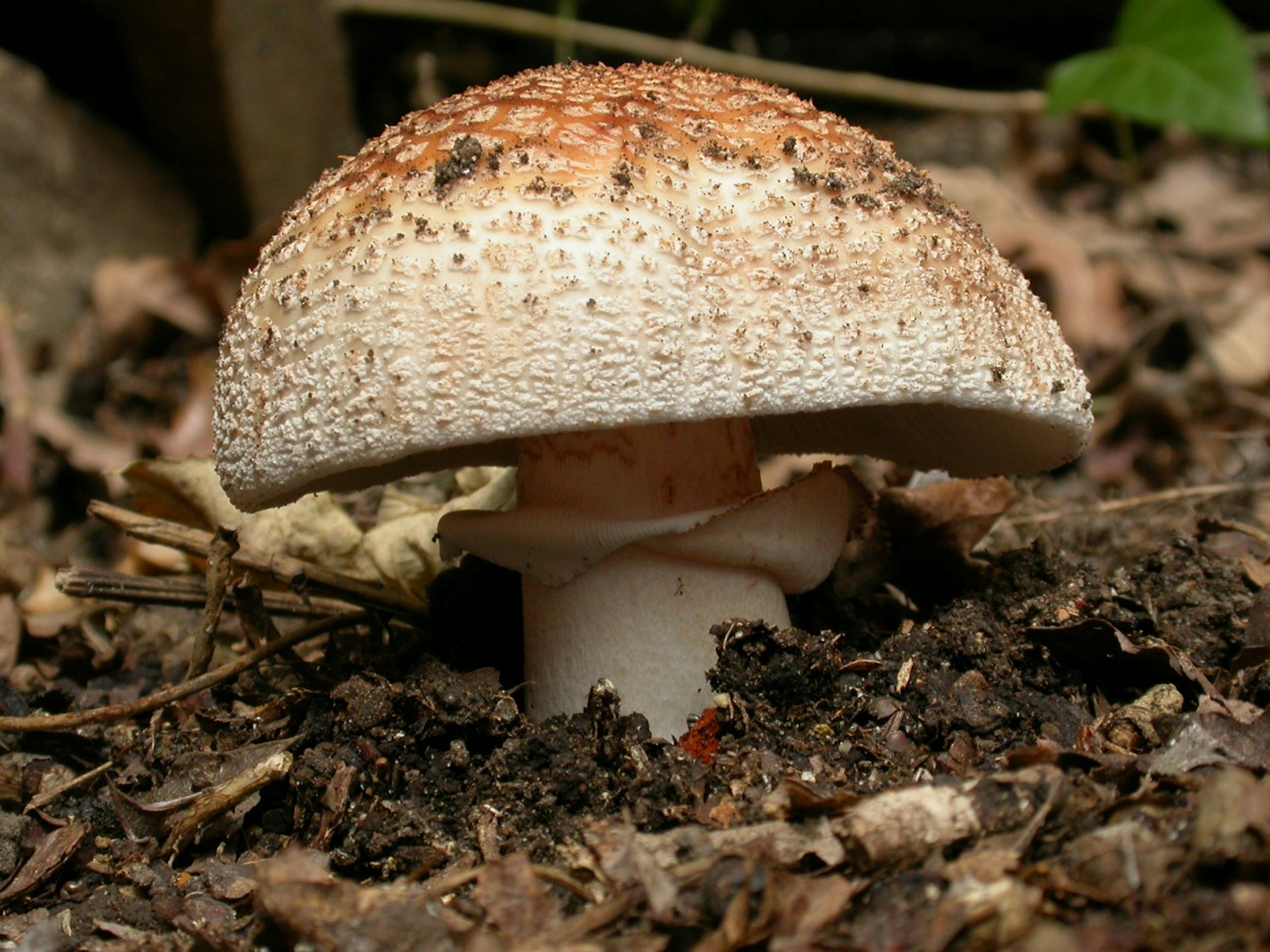 How Plants Rely On Friendly Fungal Bodyguards