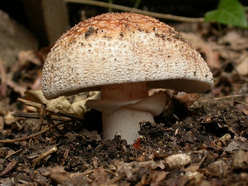 How Plants Rely On Friendly Fungal Bodyguards