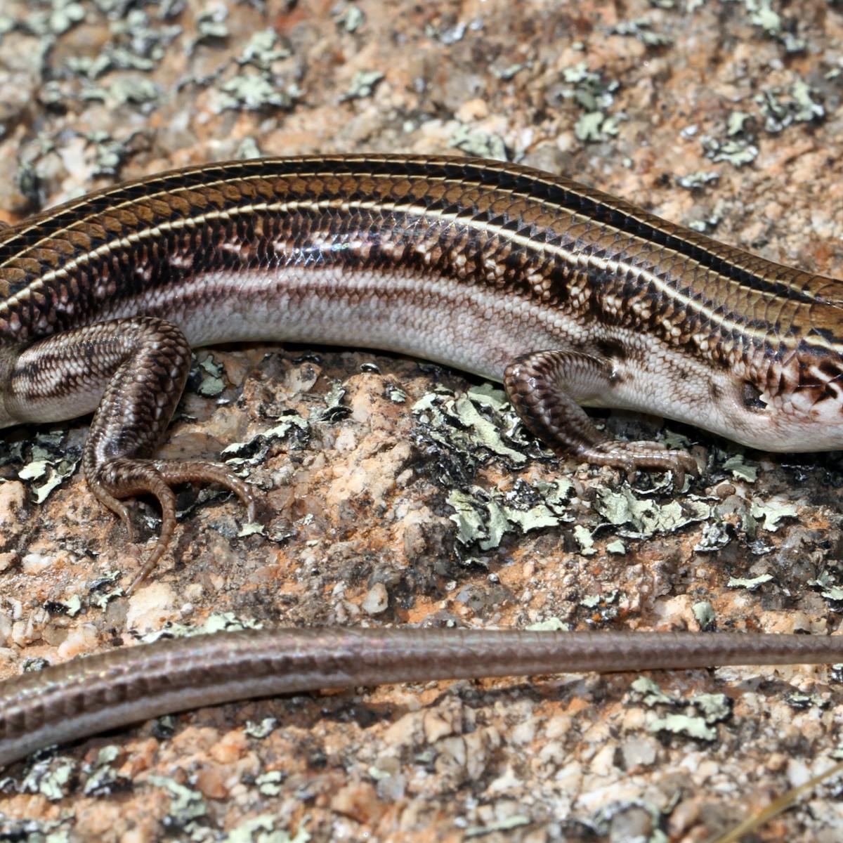 Four Unusual Australian Animals To Spot In Your Garden Before