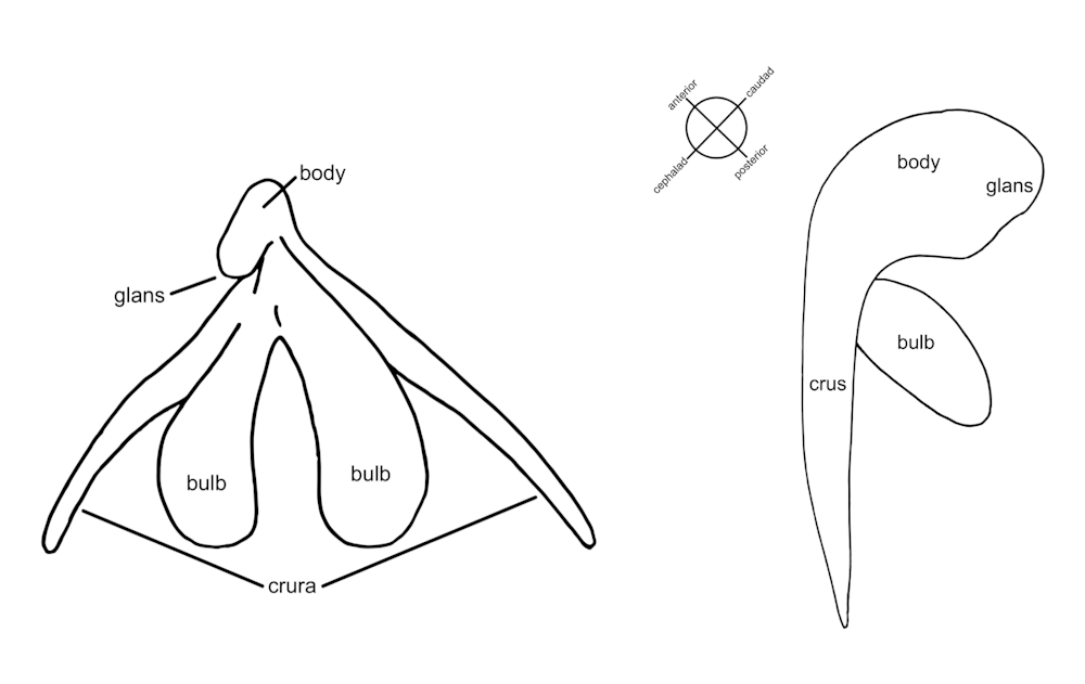 Why The Clitoris Doesn T Get The Attention It Deserves And Why This Matters