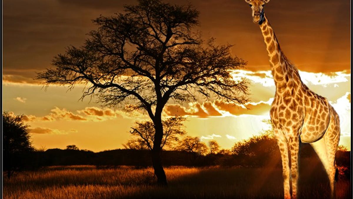 Giraffes: the long and the short of their survival as a species