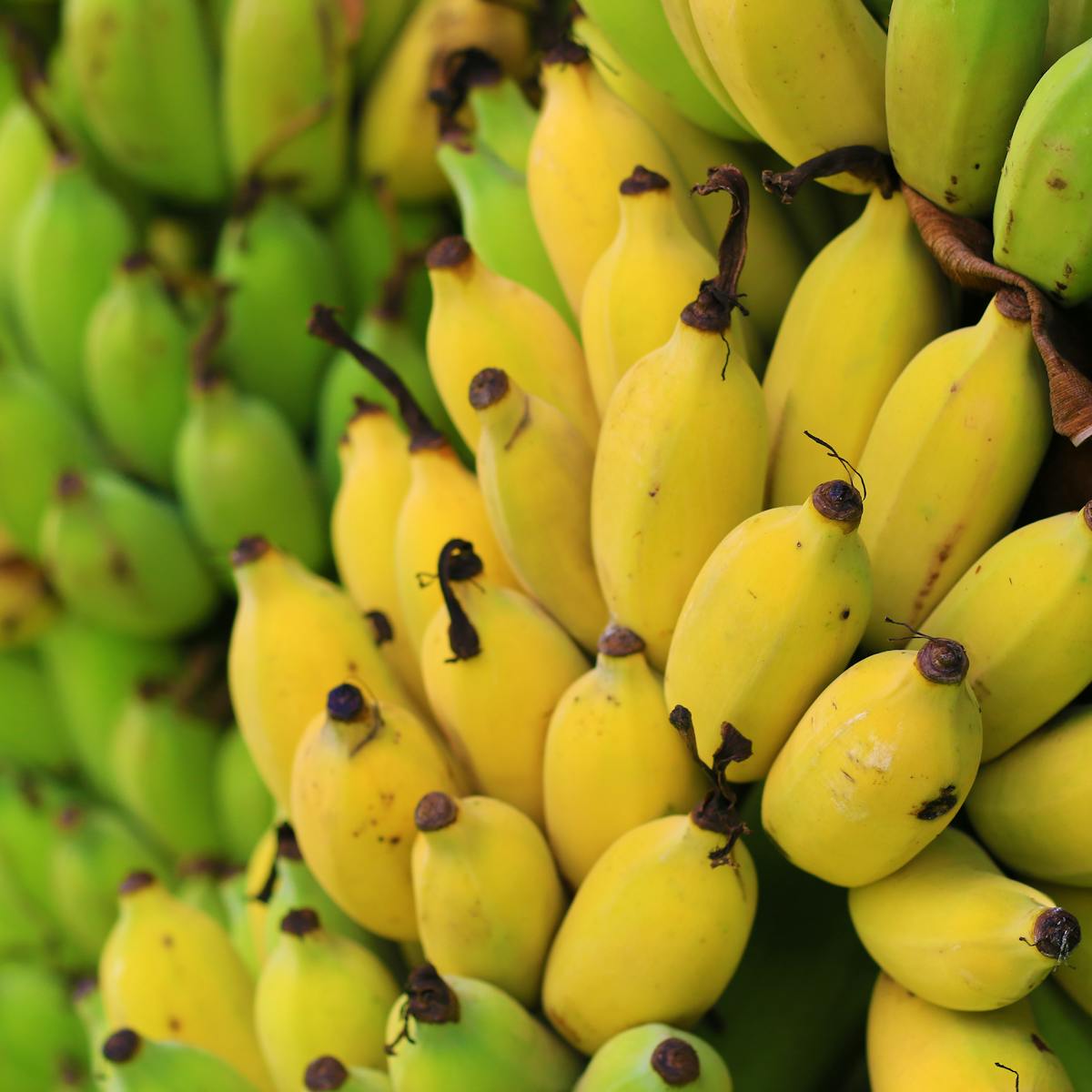 Disease May Wipe Out World S Bananas But Here S How We Might Just Save Them