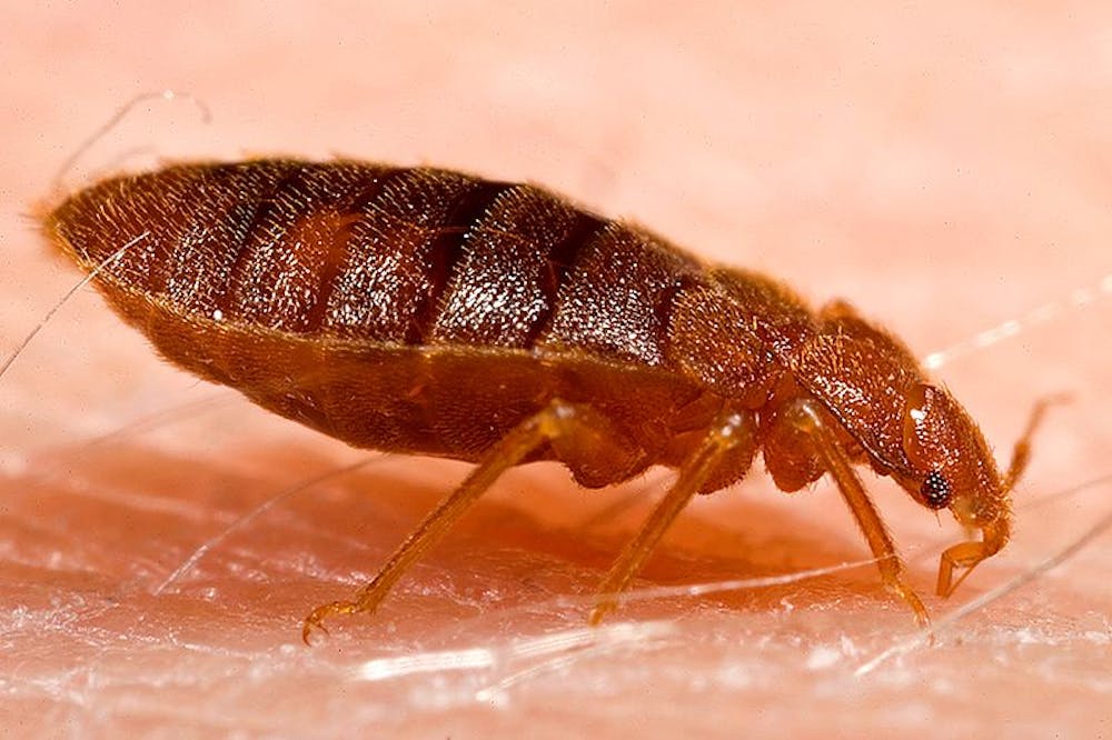 Incredible Exterminator Arlington VA