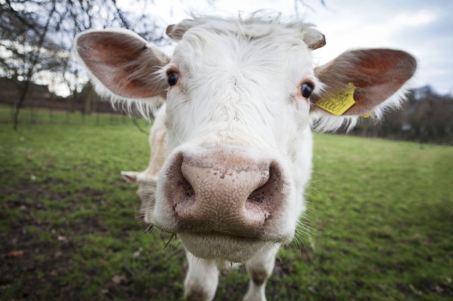Opposition to genetically modified animals could leave millions hungry Opposition to genetically modified animals could leave millions hungry