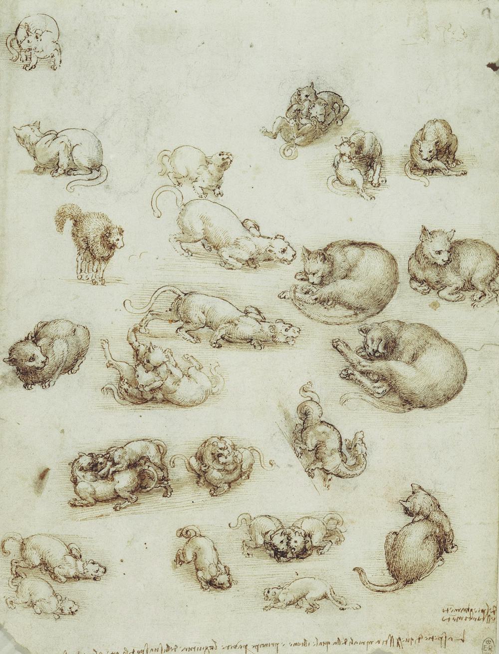 Image result for leonardo da vinci cat sketches