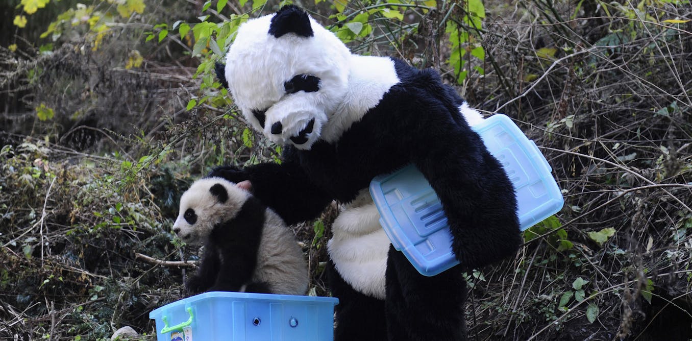 Включи где панда. Сычуань панды. Гигантские панды Сычуань. Сычуань резерваты Панда. Заповедник панд в Чэнду.