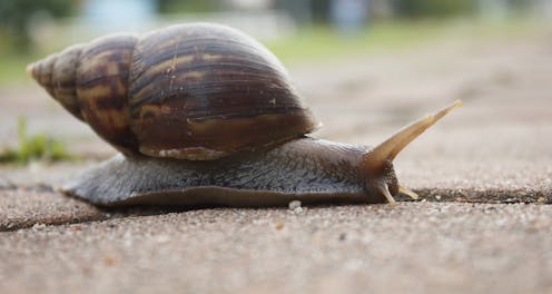 Kids Put Down The Snails They Could Carry Rat Lungworm