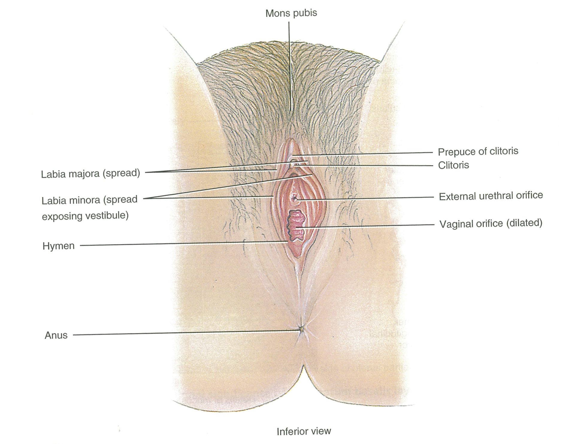 Why the clitoris doesn t get the attention it deserves and why