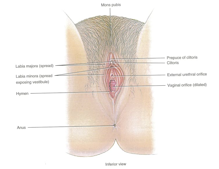 This figure, published in 2014, depicts the clitoris as only the external c...