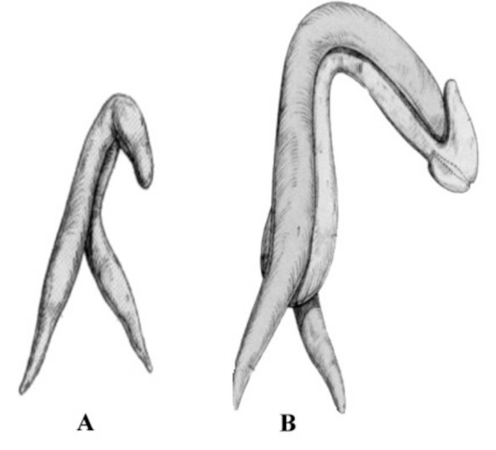 Why The Clitoris Doesn T Get The Attention It Deserves And Why This Matters
