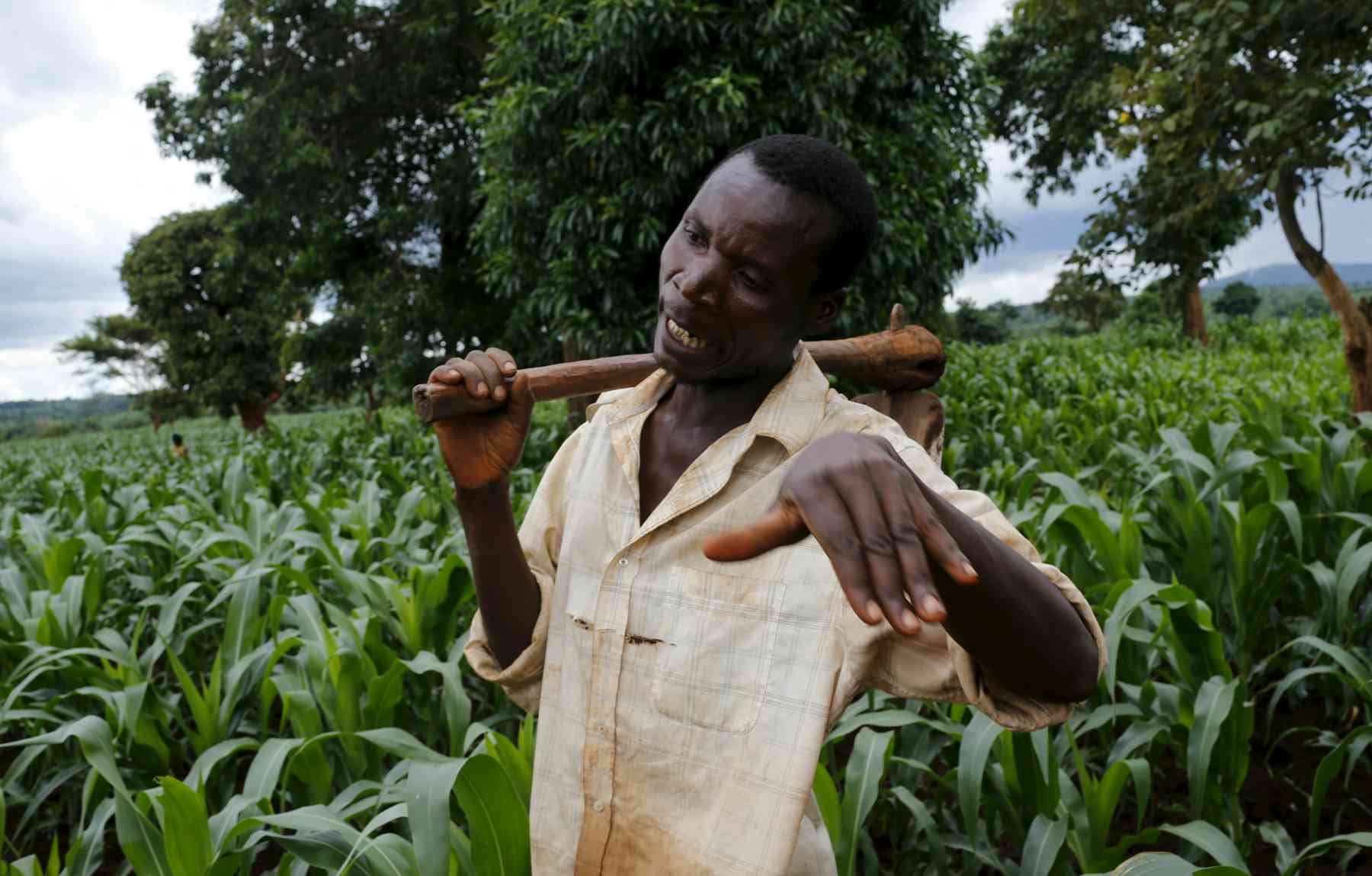 Why the 'Green Revolution' is making farmers poorer in Rwanda