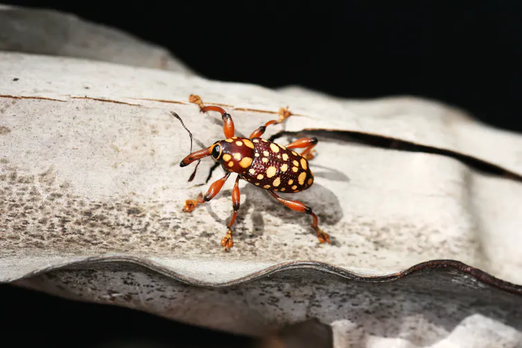 Charante Insect Hommage aux insectes, source d’inspiration et de nourriture (2)