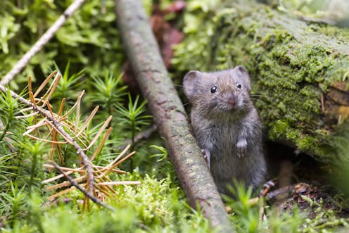 revealed why some animals