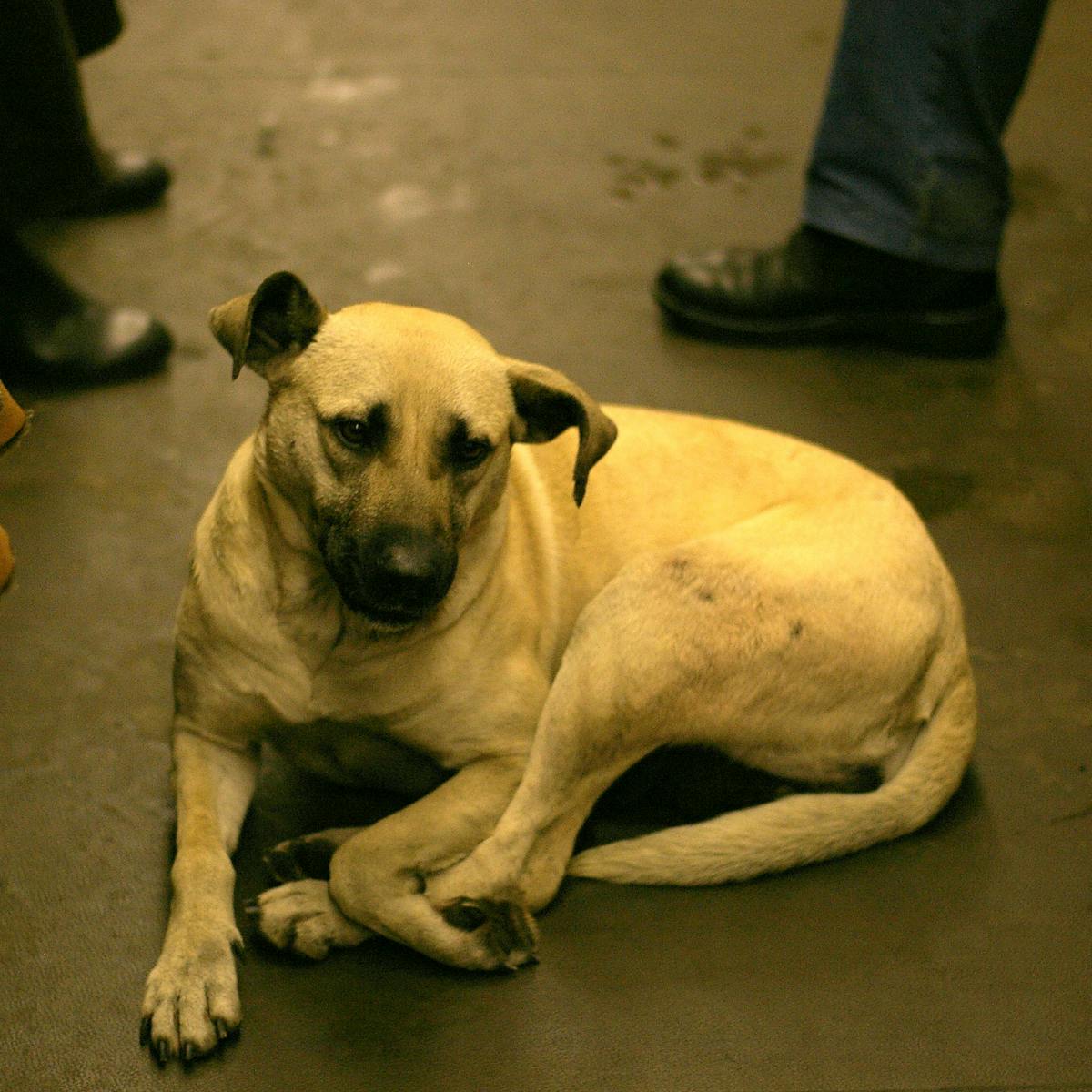How did Moscow's stray dogs learn to navigate the metro?