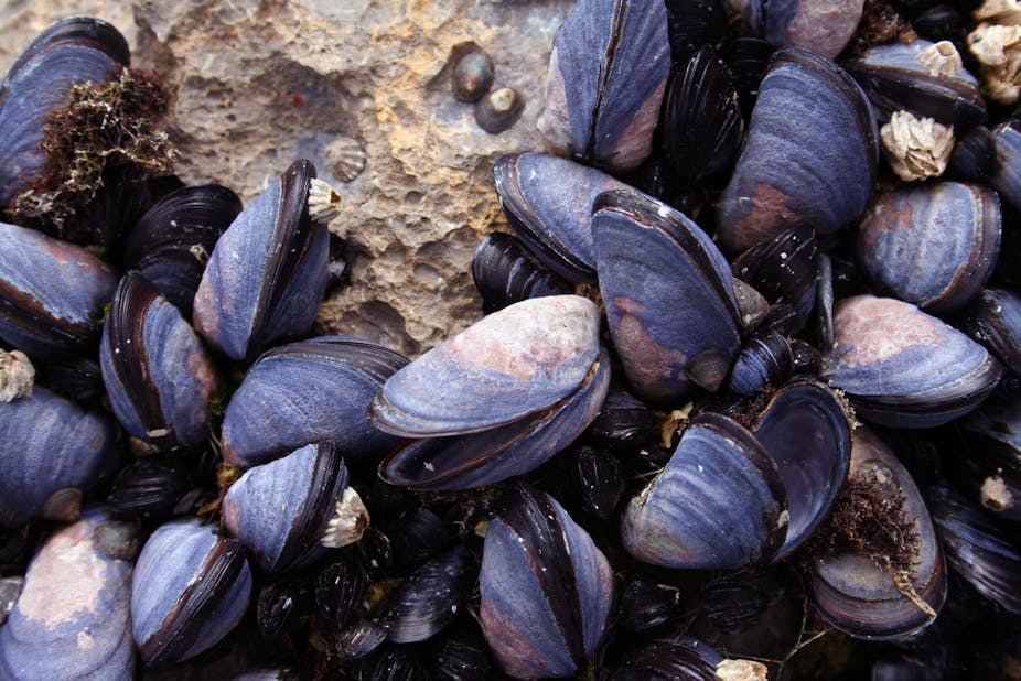 Seafood Mussels Mussel power how ocean acidification is changing shells Seafood Mussels Mussel power how ocean acidification is changing shells