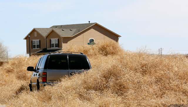 What Is The ‘hairy Panic Tumbleweed That Has Buried A Small Australian City