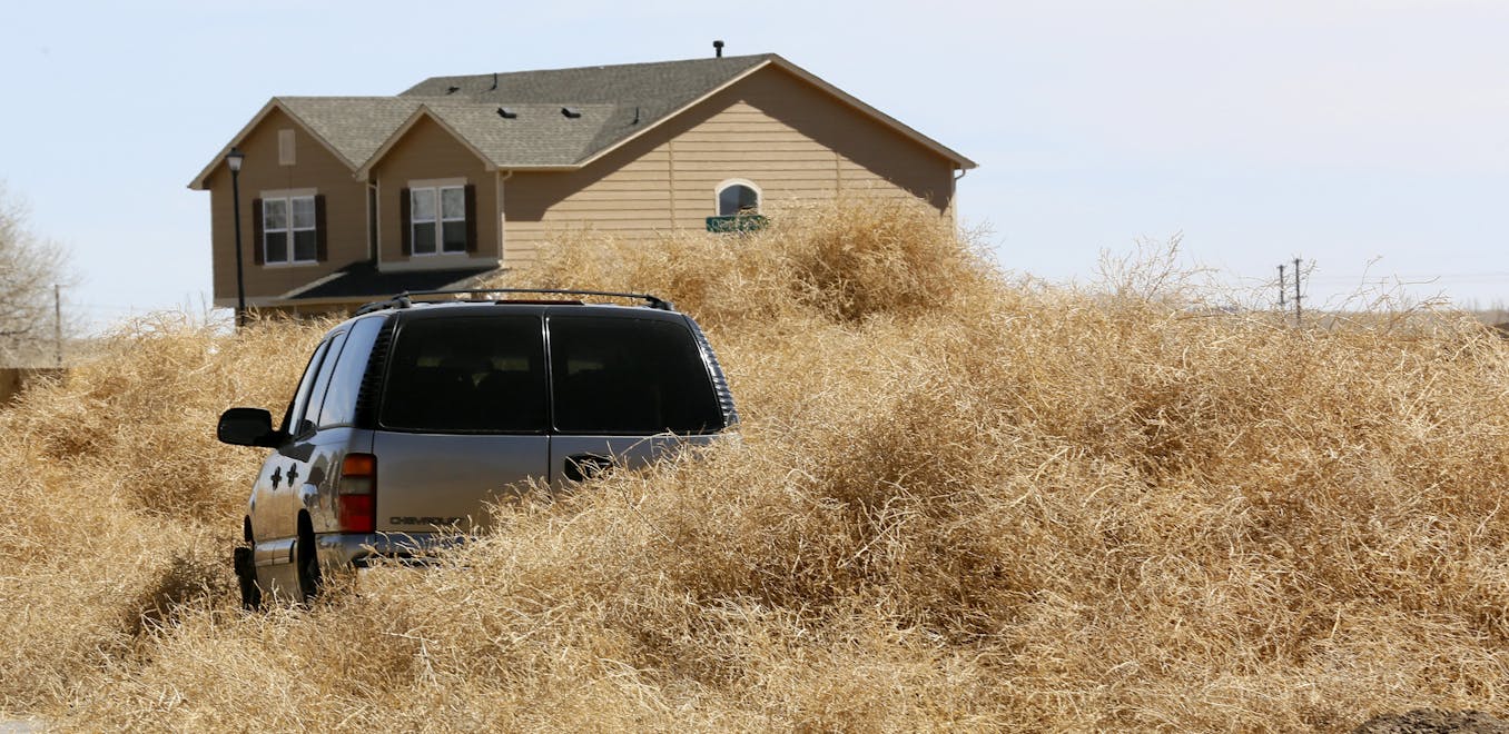 What Is The Hairy Panic Tumbleweed That Has Buried A Small Australian City