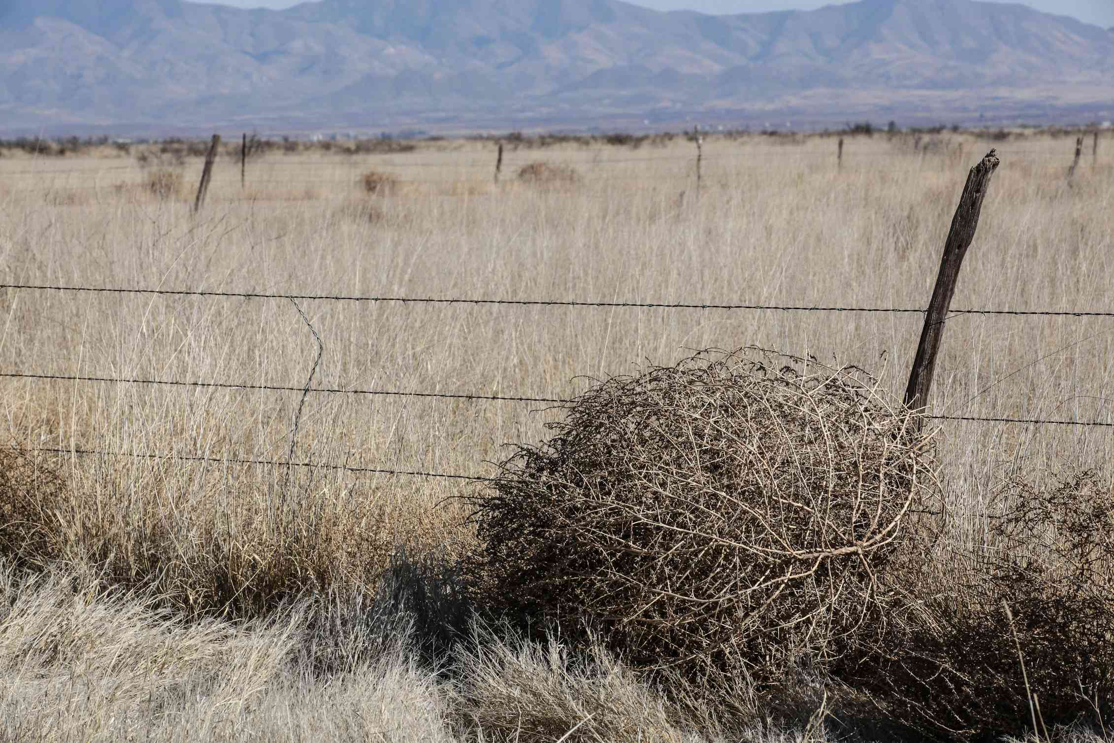 What Is The ‘hairy Panic Tumbleweed That Has Buried A Small Australian City