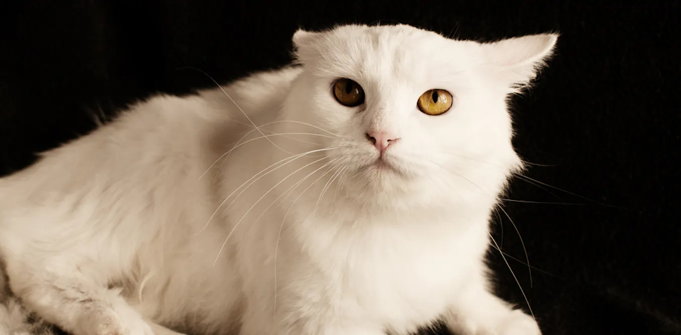Kitty Ripper Is London’s ‘Cat Ripper’ a serial killer in the making?