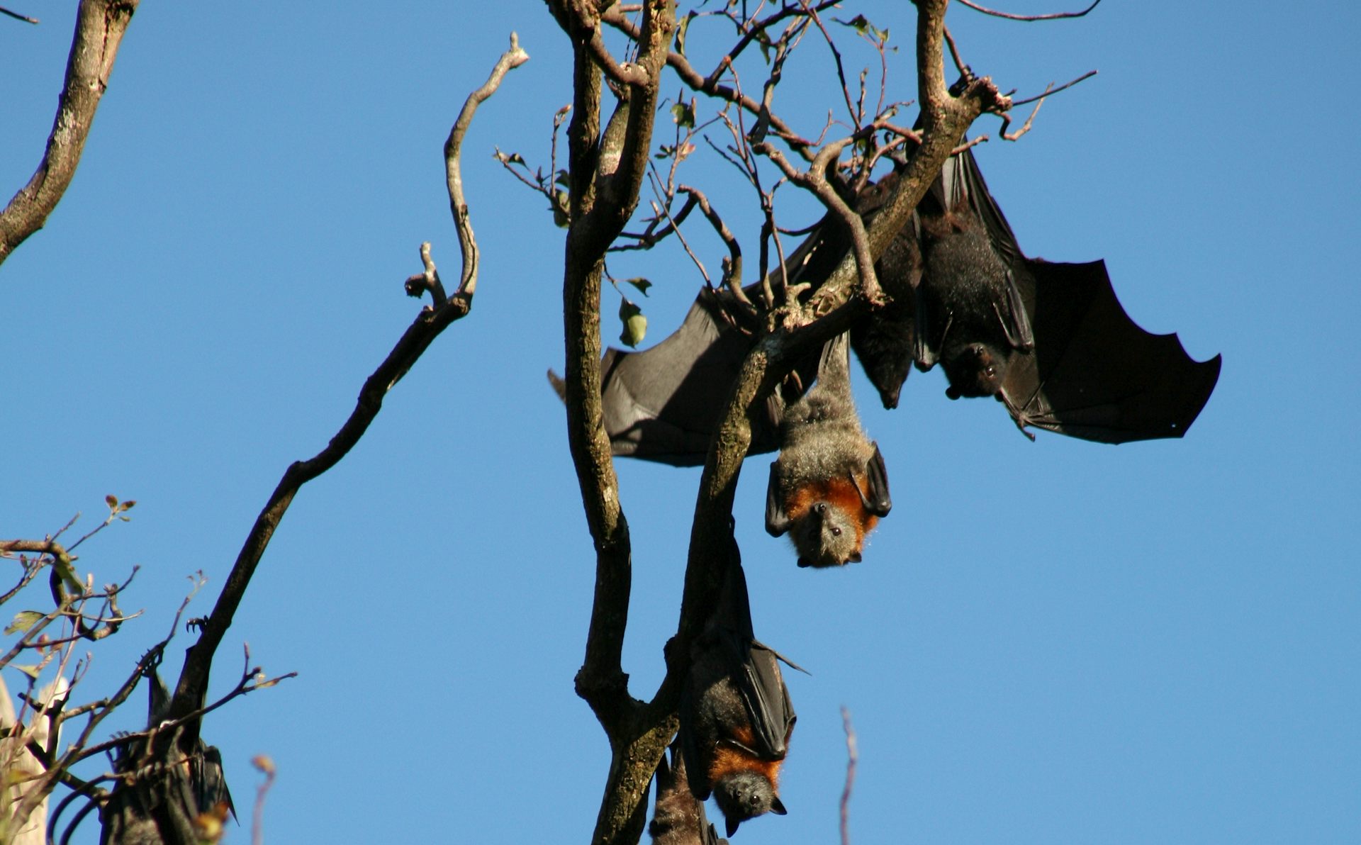 Why bats don’t get get sick from the deadly diseases they carry