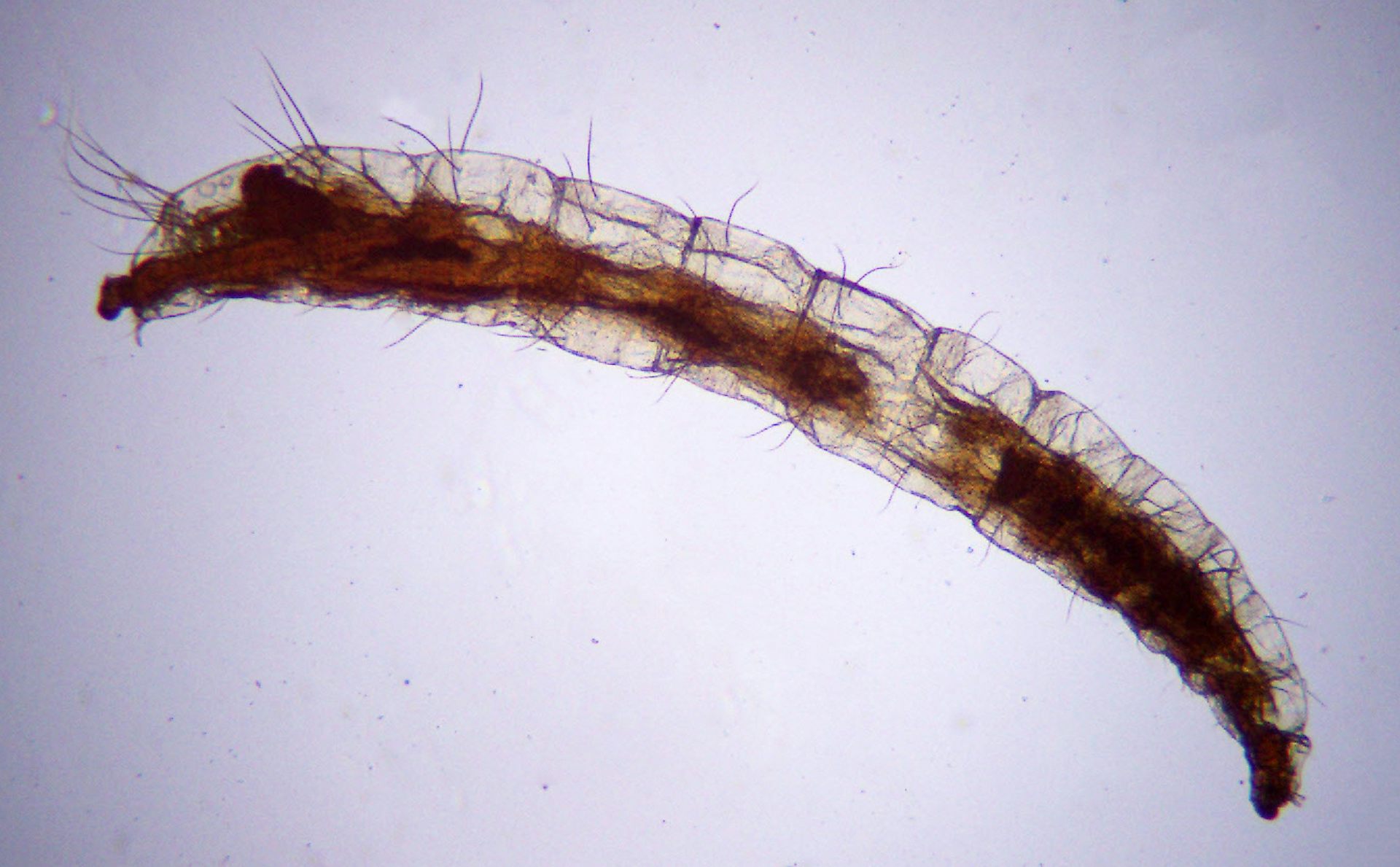 Flea Larvae