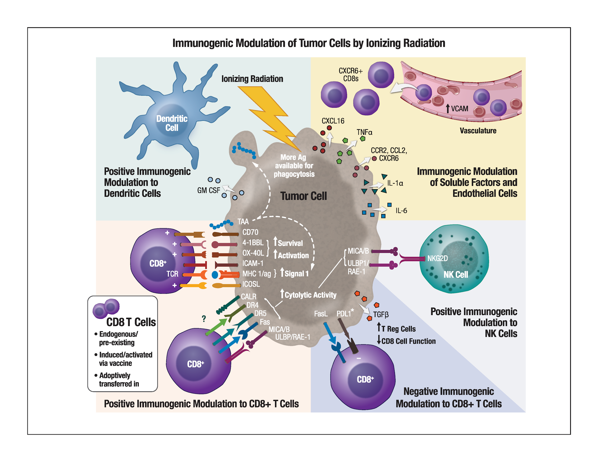 Radiation Combined With Immune-stimulating Drugs Could Pack A Powerful ...