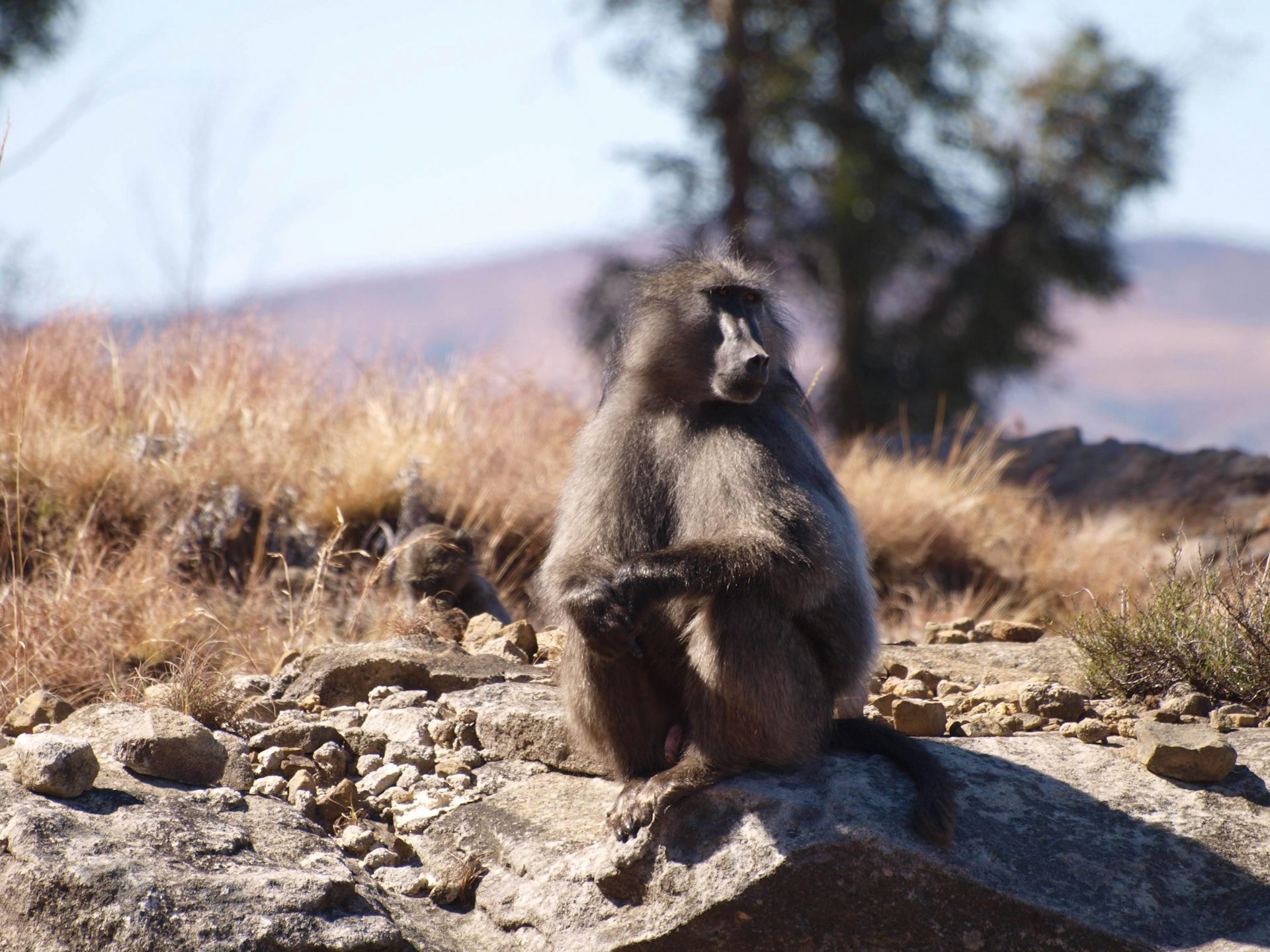 Why Southern Africa S Iconic Baboon Is On The Decline