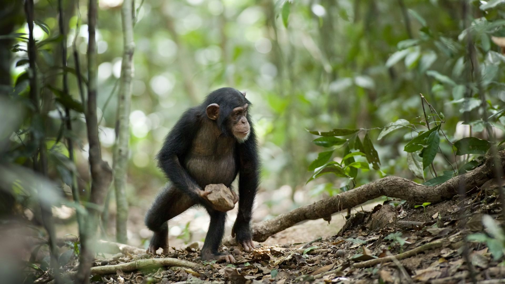 Mysterious new behaviour found in our closest living relatives